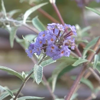 beskjær sommerfuglbusk beskjær sommerfuglbusk